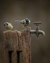 Image of Blue Tit bird Cyanistes Caeruleus on wooden post with rusty water tap in Spring sunshine and rain in garden Royalty Free Stock Photo