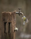 Image of Blue Tit bird Cyanistes Caeruleus on wooden post with rusty water tap in Spring sunshine and rain in garden Royalty Free Stock Photo