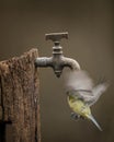 Image of Blue Tit bird Cyanistes Caeruleus on wooden post with rusty water tap in Spring sunshine and rain in garden Royalty Free Stock Photo