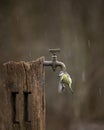 Image of Blue Tit bird Cyanistes Caeruleus on wooden post with rusty water tap in Spring sunshine and rain in garden Royalty Free Stock Photo