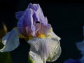 Blue & White Iris with raindrops Royalty Free Stock Photo