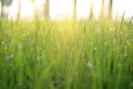 Image is blurred, Rice fields with the sunrise Royalty Free Stock Photo