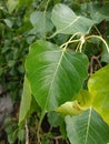 Sacred Bo Tree, Bandarawela Sri Lanka