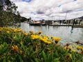 An image of boats moored at Whangarei marina with yellow flowers on the foreground Royalty Free Stock Photo