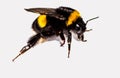 Image of Bombus Latreille, a genus of imenoptera insects of the Apidae family, commonly known as bumblebees. It is the only genus Royalty Free Stock Photo