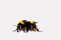 Image of Bombus Latreille, a genus of imenoptera insects of the Apidae family, commonly known as bumblebees. It is the only genus