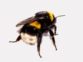 Image of Bombus Latreille, a genus of imenoptera insects of the Apidae family, commonly known as bumblebees. It is the only genus