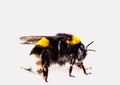 Image of Bombus Latreille, a genus of imenoptera insects of the Apidae family, commonly known as bumblebees. It is the only genus Royalty Free Stock Photo