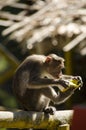 An image a Bonnet Macaque Monkey drinking juice Royalty Free Stock Photo