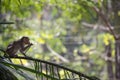 An image of a Bonnet Macaque Monkey eating leaves Royalty Free Stock Photo