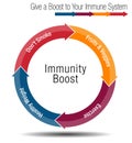Boost and Stregthen Your Immune System Chart