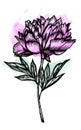 Image botanical peony in art-line style.