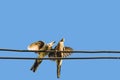 An image from the bottom of two doves hanging from multiple wires.