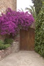 Bougainvillea next to the entrance door Royalty Free Stock Photo