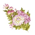 Image bouquet of chrysanthemum. Hand draw watercolor illustration.