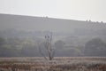 White tailed sea eagles perched in a tree