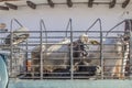 Image of brahman cows locked on a cargo van