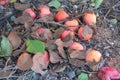 Image of some persimmons on the ground, damaged by the weather