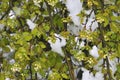 Image branch of tree in the snow