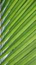 Macro image of a bright green leaf of palm tree Royalty Free Stock Photo