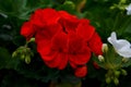 Image of a bright red geranium flower amidst a vibrant green leafy background Royalty Free Stock Photo