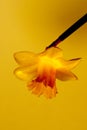 Yellow daffodil flowers in the studio Royalty Free Stock Photo