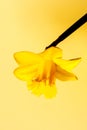 Yellow daffodil flowers in the studio Royalty Free Stock Photo