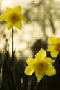 Yellow daffodil flowers in nature Royalty Free Stock Photo
