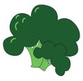 Image of broccoli , vector or color illustration