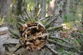 An image of a broken branch of a tree in the forest. Broken tree trunk with sharp slivers. Royalty Free Stock Photo