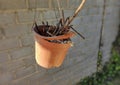 image of broken hanging pot with dried plant inside it