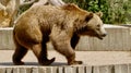 Image of a brown bear, a carnivorous mammal species.