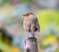 Image of a brown bird perched on the edge of a tree branch, its wings slightly spread Royalty Free Stock Photo