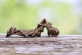 Image of brown caterpillar on brown dry timber. Insect. Animal