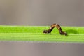 Image of brown caterpillar on green leaves. Insect. Royalty Free Stock Photo