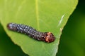 Image of brown caterpillar on green leaves. Insect. Animal Royalty Free Stock Photo