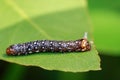 Image of brown caterpillar on green leaves. Insect. Animal Royalty Free Stock Photo