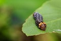 Image of brown caterpillar on green leaves. Insect. Animal Royalty Free Stock Photo