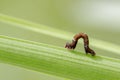Image of brown caterpillar on green leaves. Insect. Royalty Free Stock Photo
