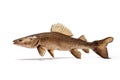 Image of brown catfish isolated on white background. Animal. Fishs. Food Royalty Free Stock Photo