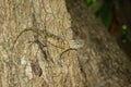 Image of brown chameleon on tree. Reptile. Animal