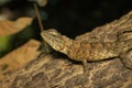 Image of brown chameleon on tree. Reptile. Animal