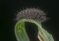 The brown colored moth caterpillar species.