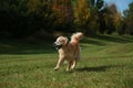 an image of a dog running on the grass at sunset Royalty Free Stock Photo