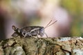 Image of a Brown grasshopper Acrididae on natural background.