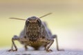 Image of a Brown grasshopper Acrididae on natural background.