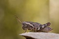 Image of a Brown grasshopper Acrididae on natural background.