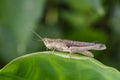 Image of brown grasshopper on green leaves. Insect Animal. Royalty Free Stock Photo