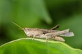 Image of brown grasshopper on green leaves. Insect Animal. Royalty Free Stock Photo