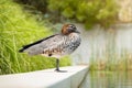 Brown head duck in Australia